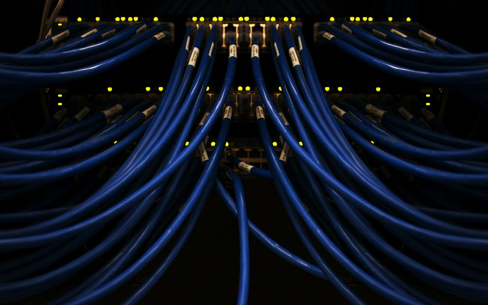 Neatly bundled blue network cables fanning into equipment